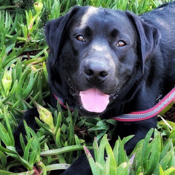 Meet your Posher, Larry - Picture 1 of 1